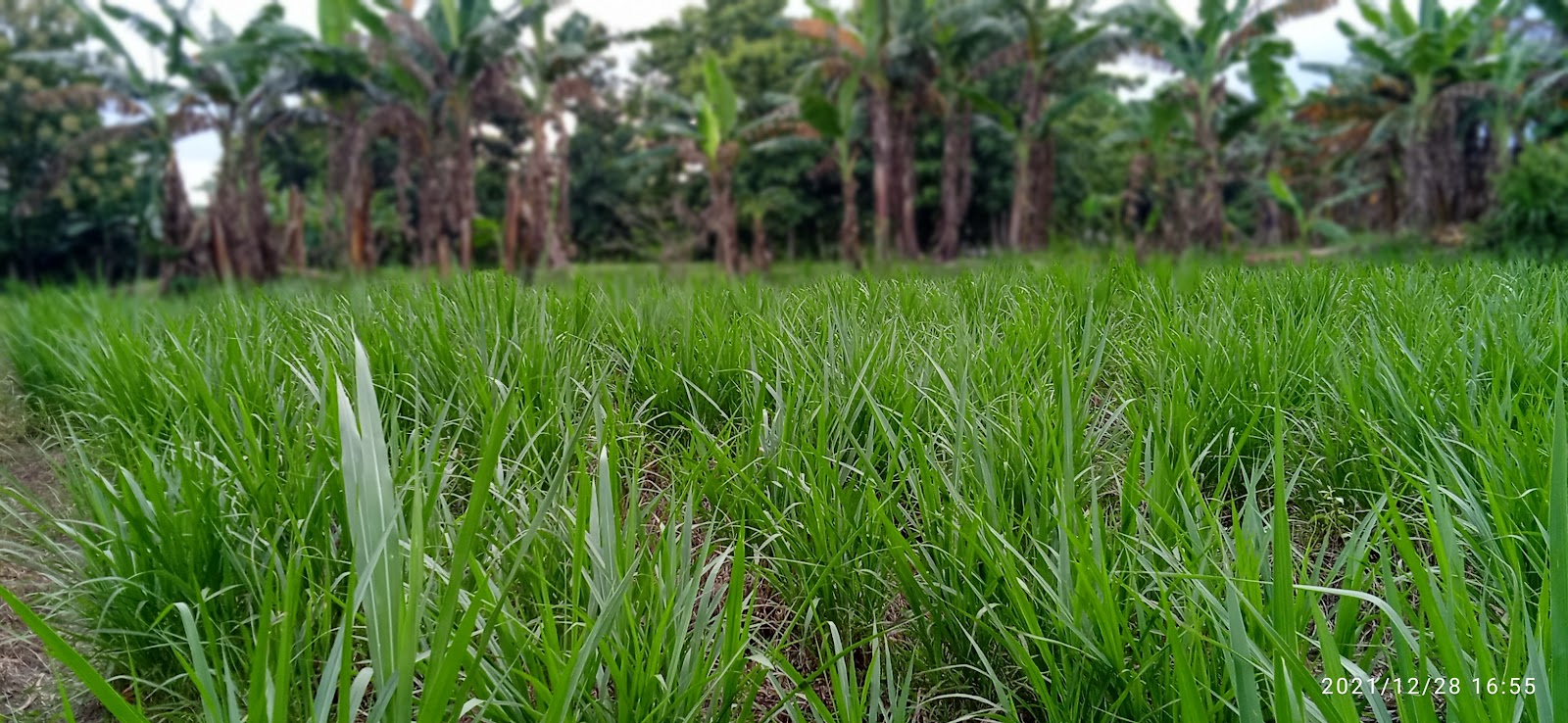 pengelolaan hijauan hemat lahan