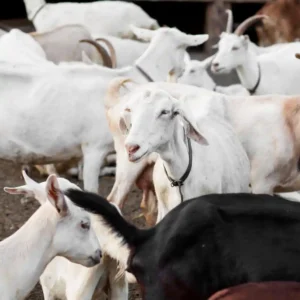 Ternak kambing tanpa repot dan hemat waktu