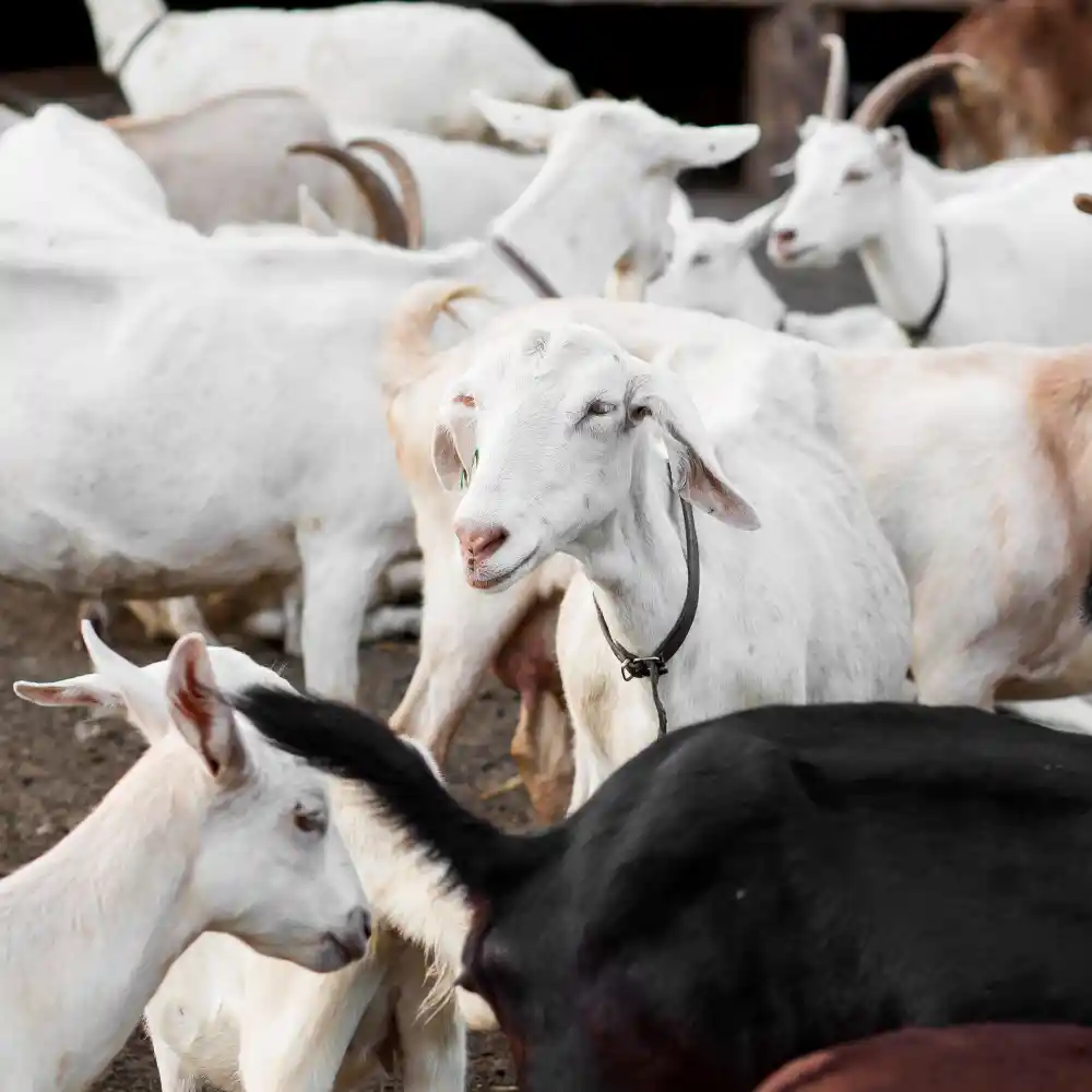 Ternak kambing tanpa repot dan hemat waktu