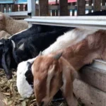 tips memilih pakan kambing modern