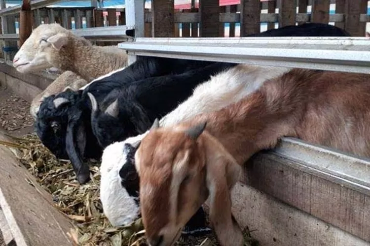 tips memilih pakan kambing modern