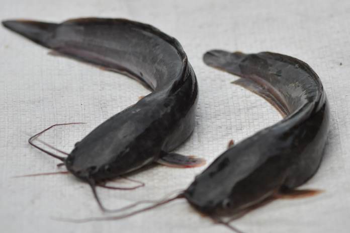 penyebab utama lele stres