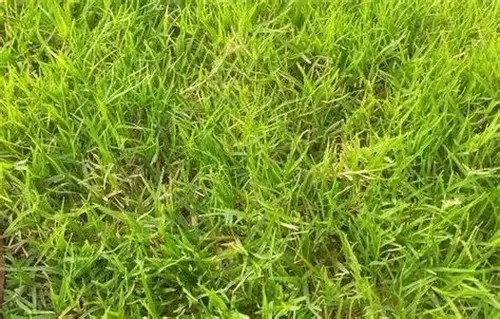 rumput fermentasi tinggi protein