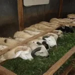 pembibitan rumput produktif ternak