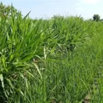 rumput tebasan kaya nutrisi