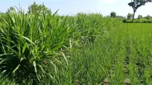 rumput tebasan kaya nutrisi