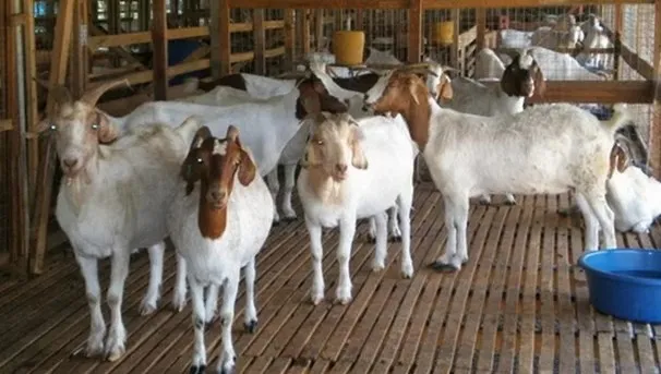 perawatan kambing di lingkungan rumah