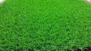 rumput cepat regenerasi hijau