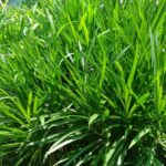 hijauan penggemukan sapi potong