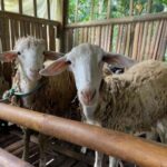 cara merawat kambing agar sehat