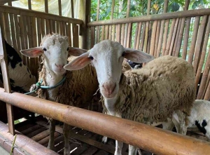 cara merawat kambing agar sehat