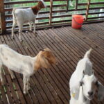 kandang kambing minimal tapi nyaman