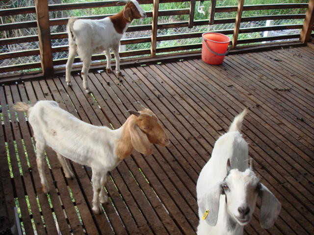 kandang kambing minimal tapi nyaman