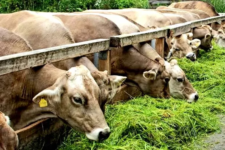 hijauan alami tanpa kimia