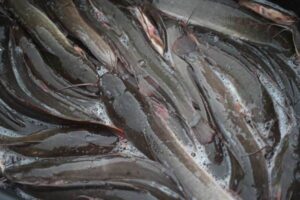 pencegahan wabah lele