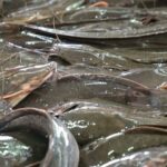 penanganan lele kembung dengan probiotik