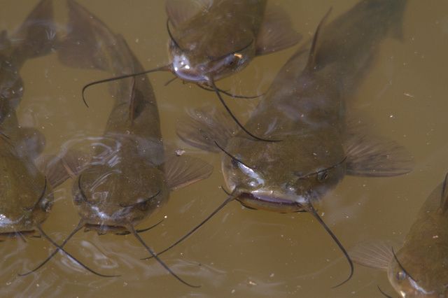 obat lele kembung alami