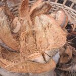 Diversifikasi Produk Berbasis Kelapa