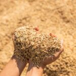 performa mesin power thresher modern