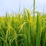 Peluang Usaha Dari Padi