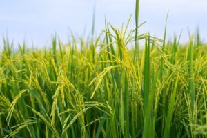 Peluang Usaha Dari Padi