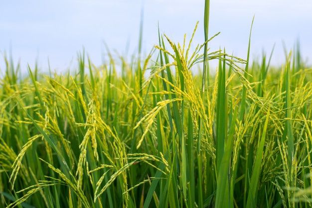 Peluang Usaha Dari Padi