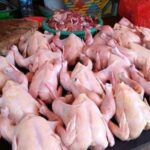 analisa usaha ayam potong