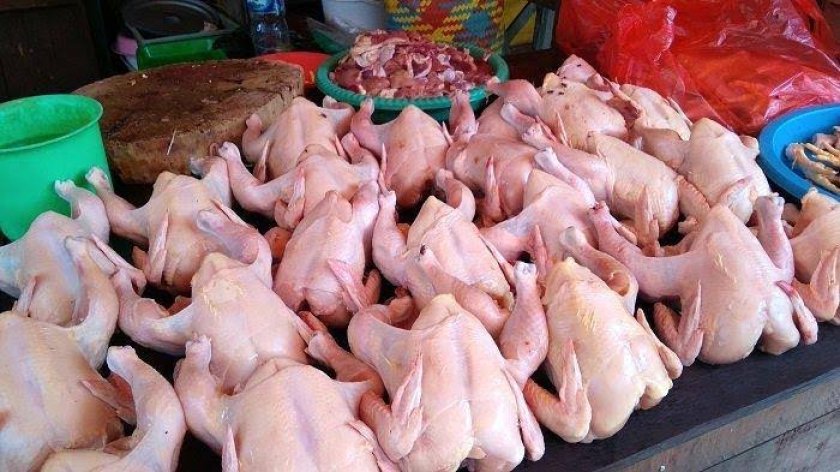 analisa usaha ayam potong