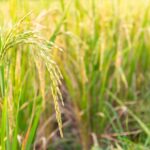 Tips Membeli Mobil Mesin Penggiling Padi