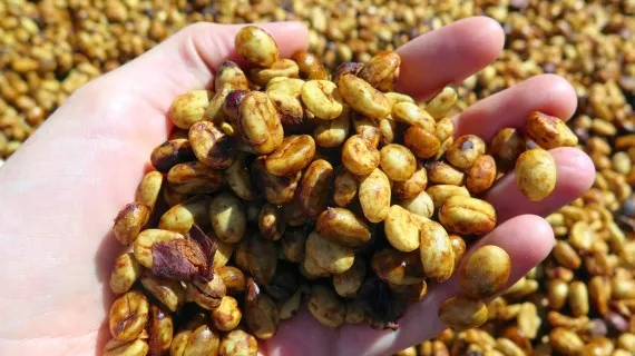 Cara Mempercepat Proses Pascapanen Kopi Agar Lebih Efisien