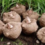 usaha porang pakai mesin rajang