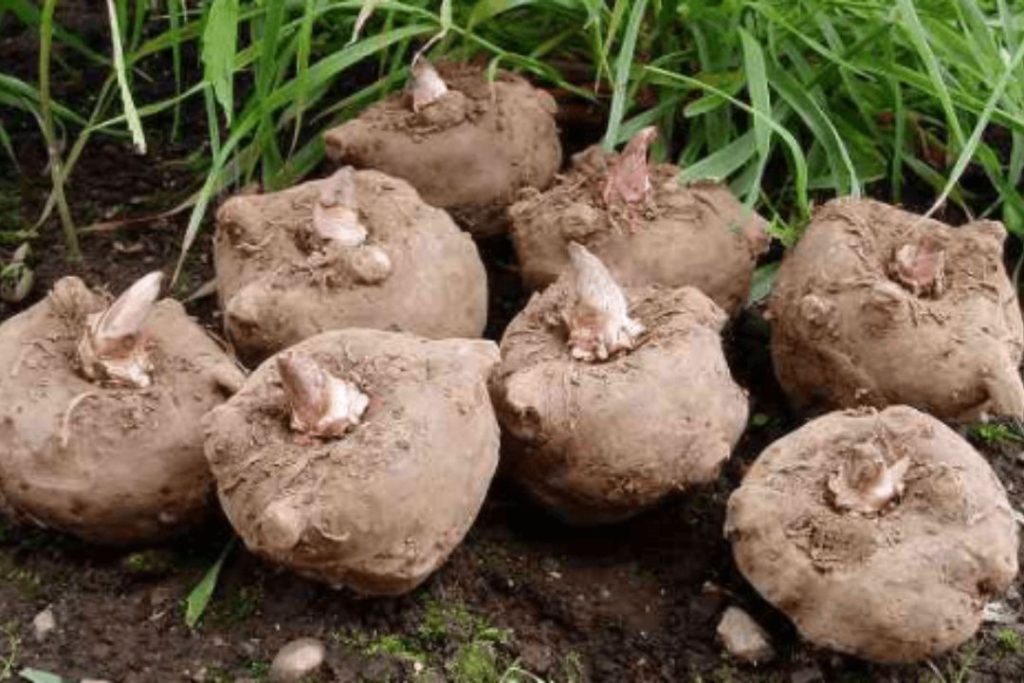 usaha porang pakai mesin rajang