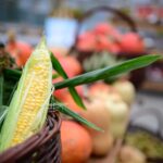 jenis jagung konsumsi